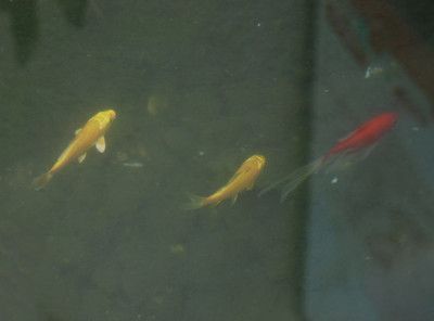 金龍魚可以和錦鯉混養嗎，金龍魚和錦鯉可以混養嗎