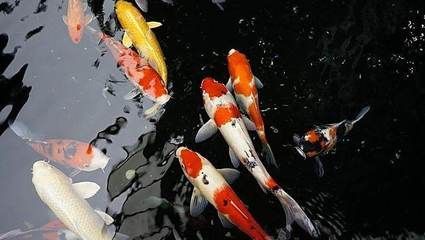 金龍魚可以和錦鯉混養嗎，金龍魚和錦鯉可以混養嗎