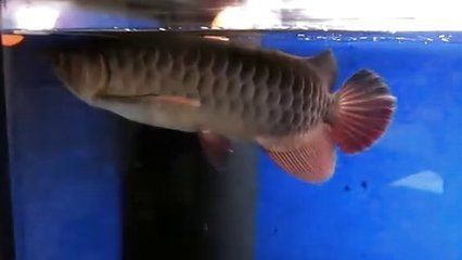 金龍魚可以和錦鯉混養嗎，金龍魚和錦鯉可以混養嗎