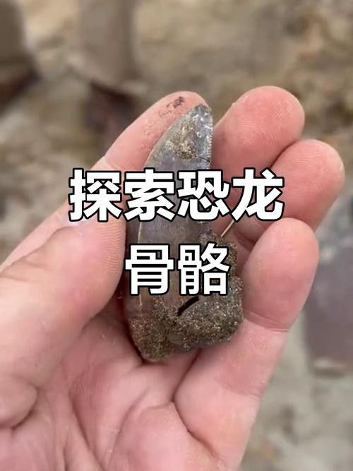 有沒有霸王龍腳印化石的高清圖片？