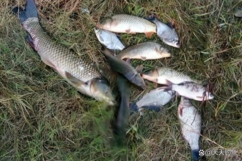 野釣雷龍魚