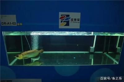 龍魚大賽冠軍（2024年長城杯龍魚大賽冠軍信息未在搜索結果中找到）