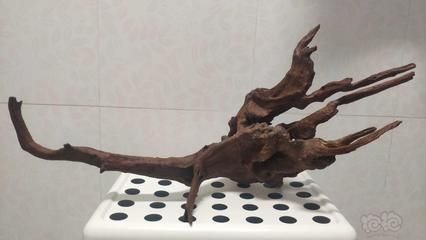 沉木適合養龍魚嗎：沉木養龍魚缸里的沉木對魚缸里的沉木對魚有害嗎