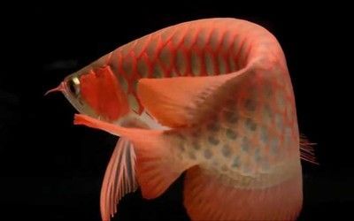 紅金龍魚什么品種最好養活（紅金龍魚什么品種最好紅金龍魚什么品種最好）