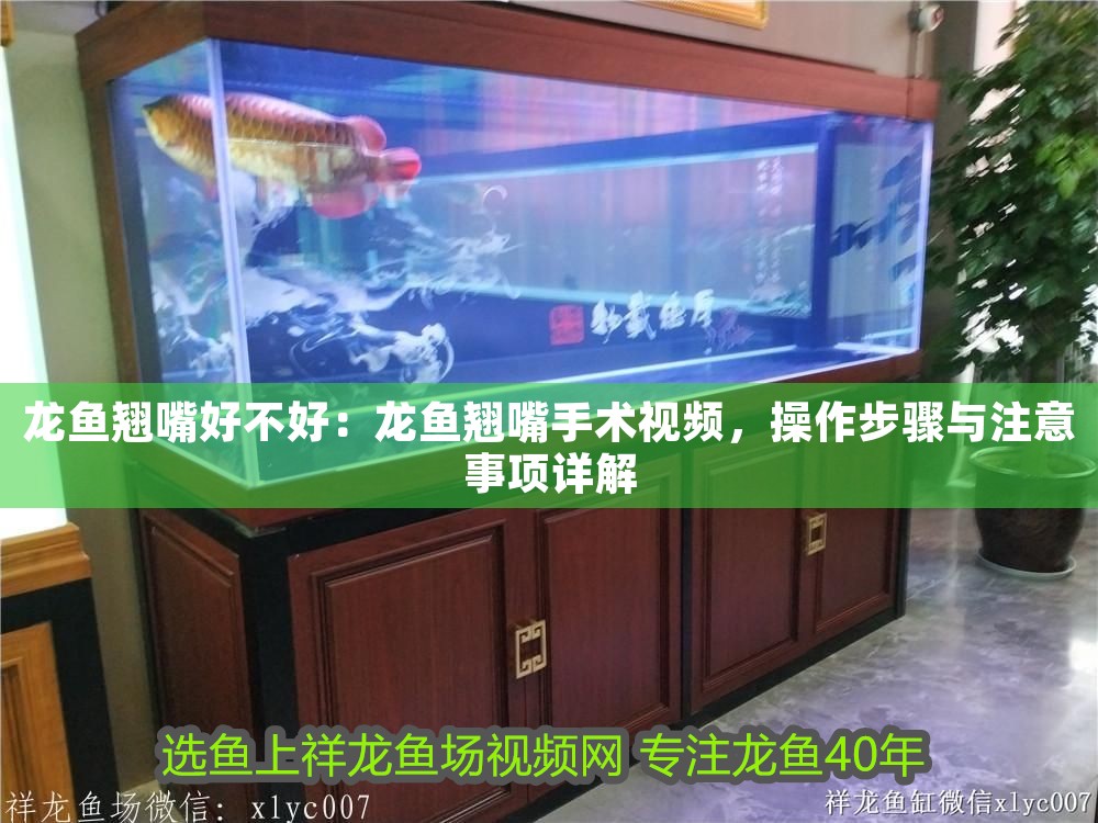 龍魚翹嘴好不好：龍魚翹嘴手術視頻，操作步驟與注意事項詳解 龍魚翹嘴好不好：龍魚翹嘴手術視頻，操作步驟與注意事項詳解 龍魚百科 第1張