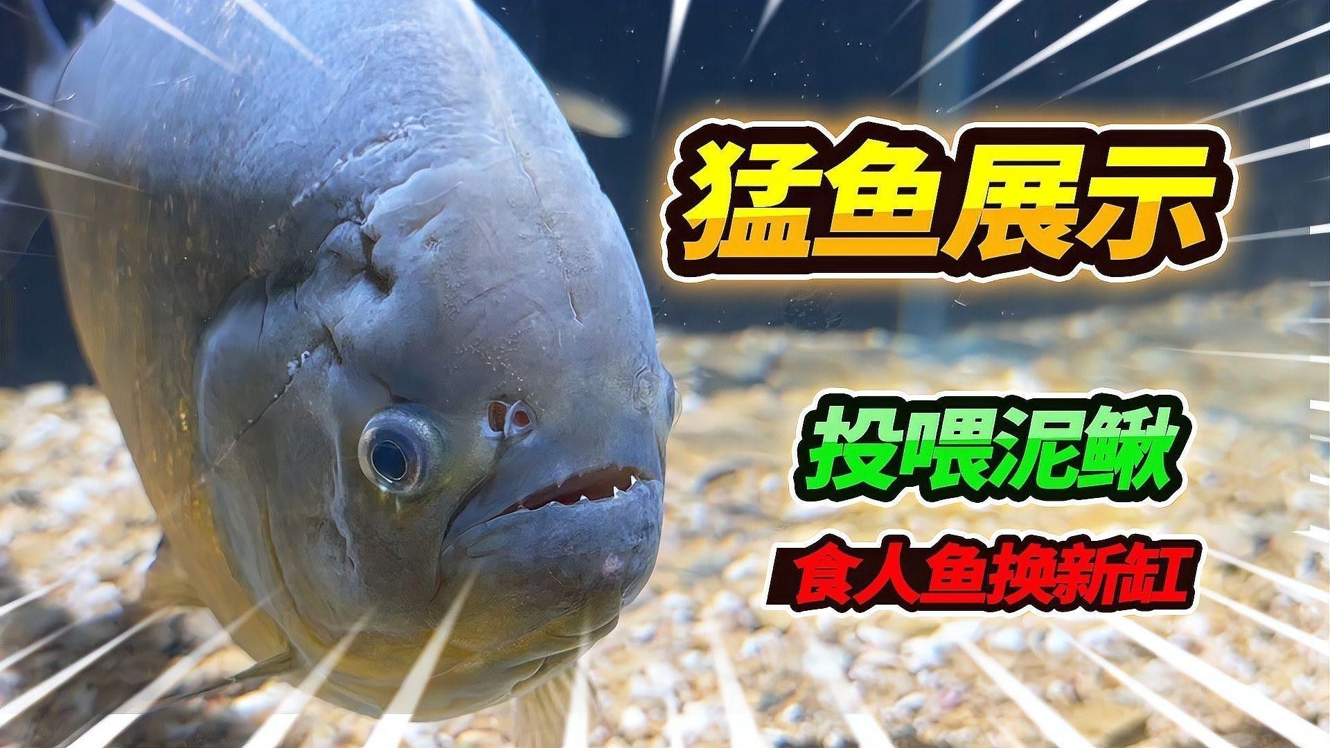 食人魚和龍魚混養