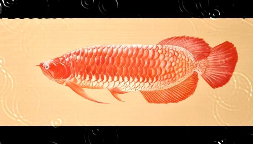 極品紅龍魚頭像高清