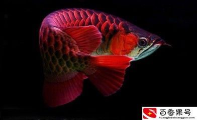 金龍魚吃什么食物長大：金龍魚吃什么長得快