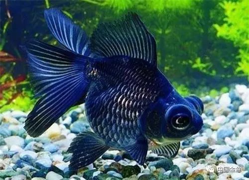 金魚排名前十名