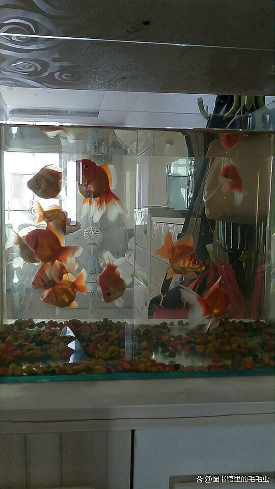 金魚排名前十名