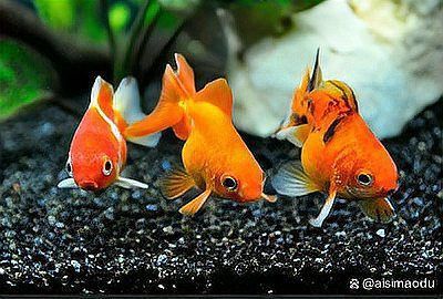 金魚排名前十名
