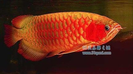 世界最貴龍魚(yú)排行榜前十名：世界上最貴的龍魚(yú)排行榜前十名