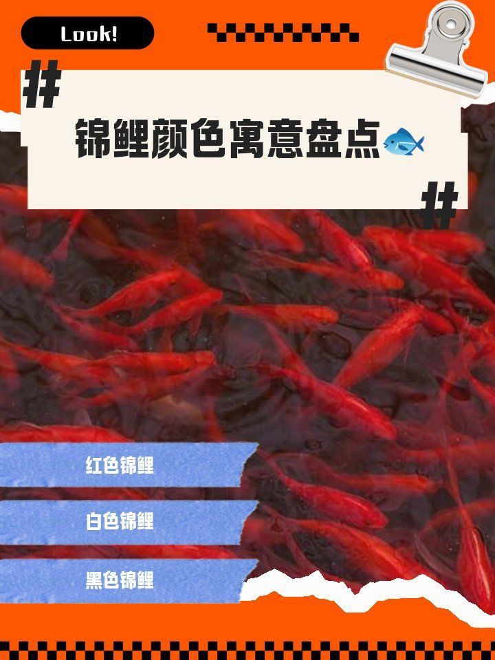 錦鯉不同顏色的寓意