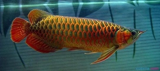 如何從印尼把龍魚帶回國內(nèi)養(yǎng)：印尼辣椒紅龍魚