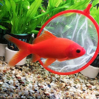 金龍魚招財(cái)魚鸚鵡魚混養(yǎng)：考慮金龍魚、招財(cái)魚和鸚鵡魚是否可以混養(yǎng)之前需要了解