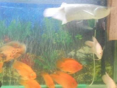 金龍魚招財(cái)魚鸚鵡魚混養(yǎng)：考慮金龍魚、招財(cái)魚和鸚鵡魚是否可以混養(yǎng)之前需要了解