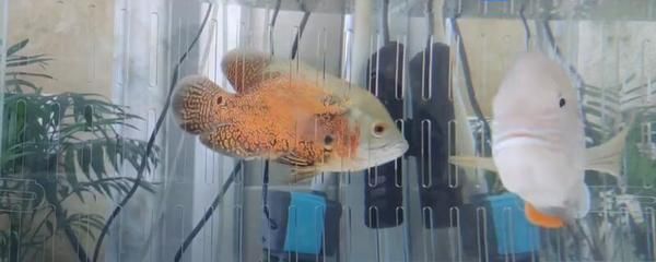 金龍魚招財(cái)魚鸚鵡魚混養(yǎng)：考慮金龍魚、招財(cái)魚和鸚鵡魚是否可以混養(yǎng)之前需要了解