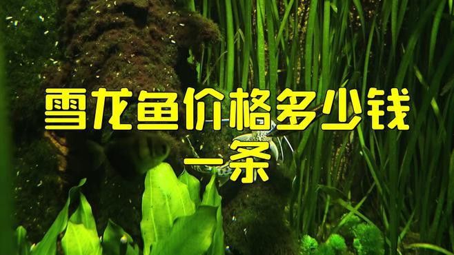 雪龍魚的市場價格是多少？