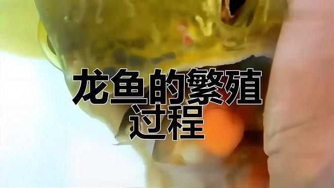 血龍魚繁殖