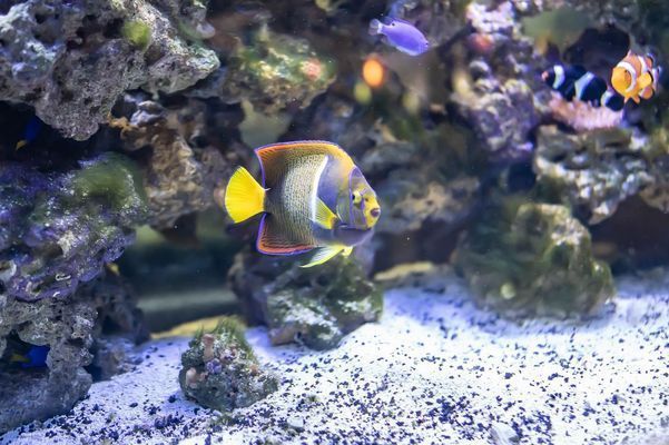 品相最好的金龍魚(yú)是什么品種（品相最好的金龍魚(yú)品種是什么）