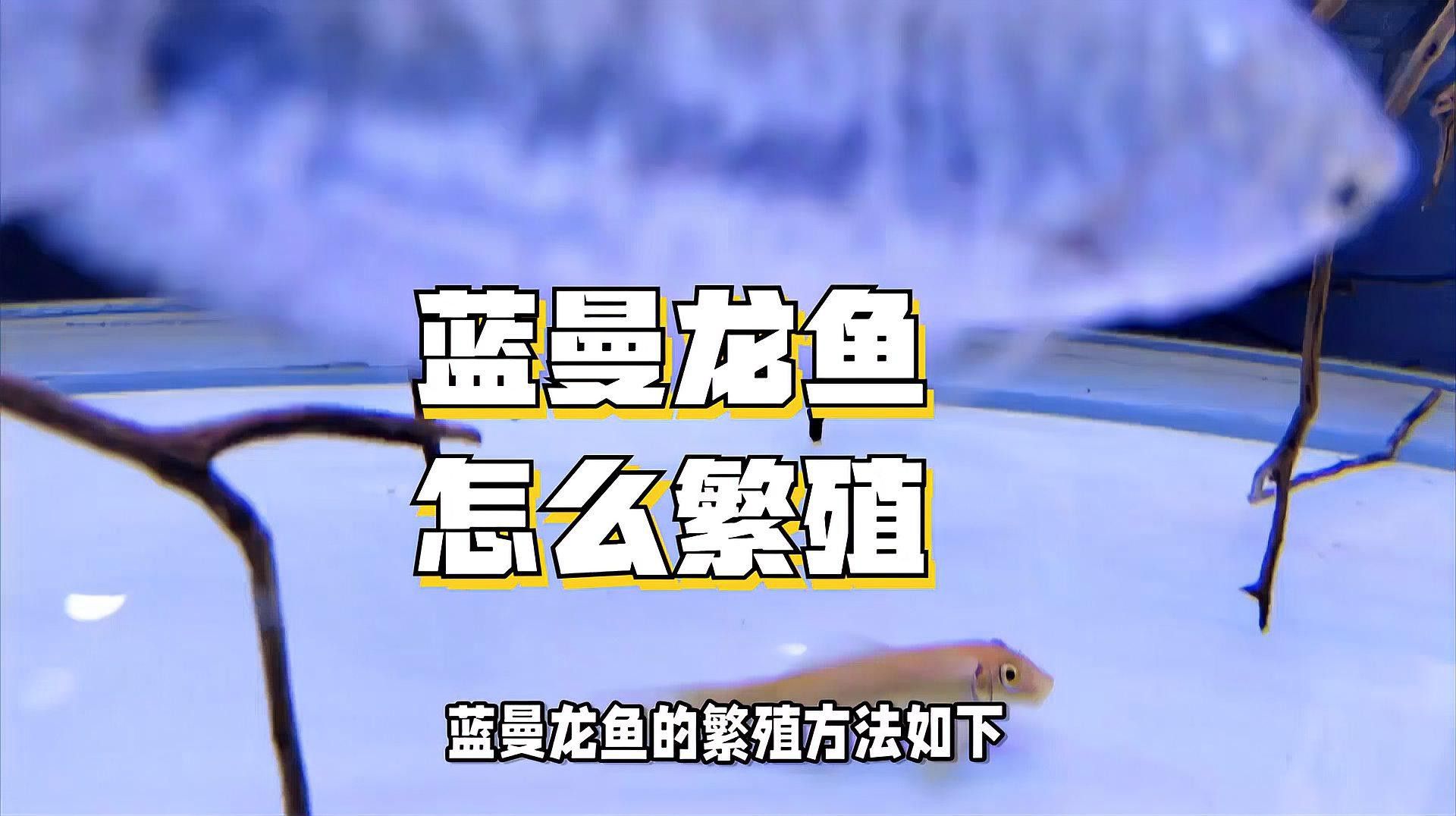 曼龍魚的最佳繁殖環境是什么？
