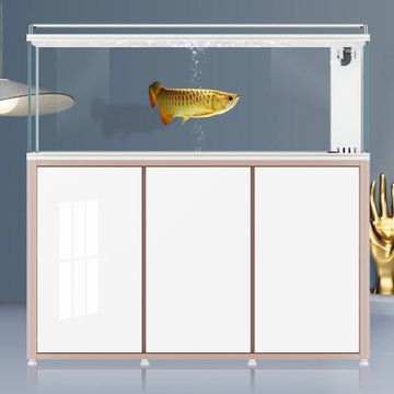 和紅龍魚混養的高端魚有哪些品種好：和紅龍魚混養的高端魚種有哪些？