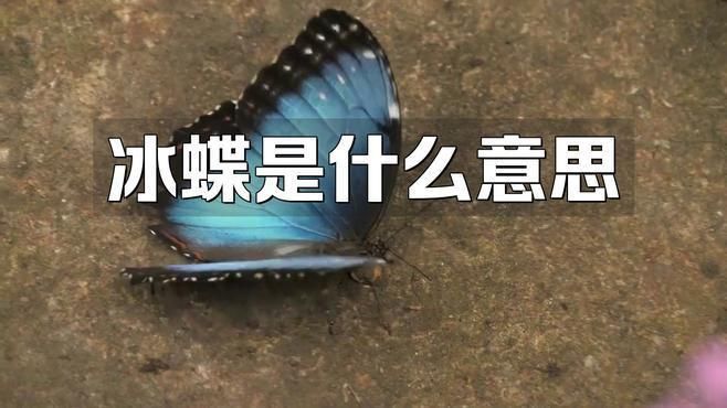 藍冰蝶