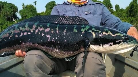 哪個雷龍魚好看些：雷龍魚品種各有千秋，巴卡雷龍和七彩雷龍的日常護理