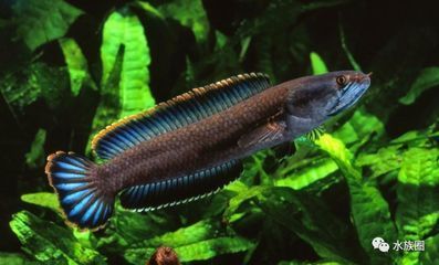 哪個雷龍魚好看些：雷龍魚品種各有千秋，巴卡雷龍和七彩雷龍的日常護理