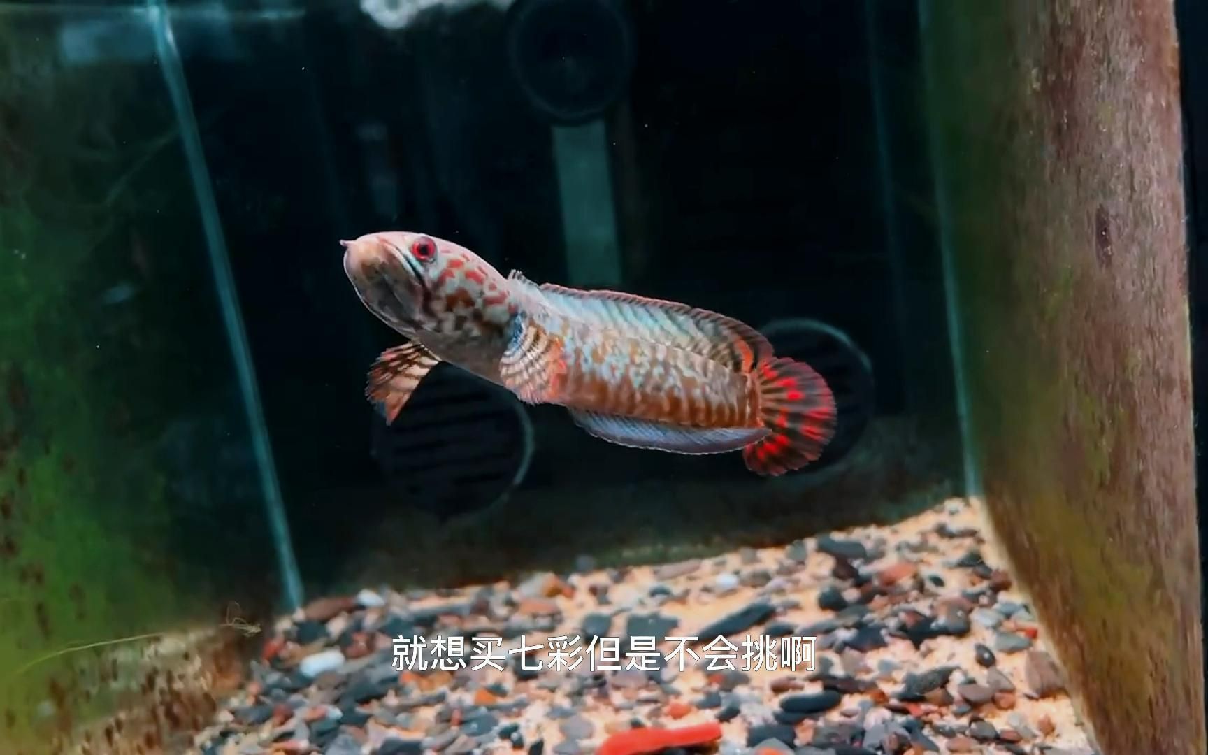 哪個雷龍魚好看些：雷龍魚品種各有千秋，巴卡雷龍和七彩雷龍的日常護理