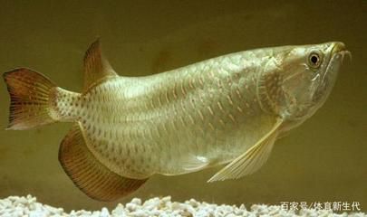為什么有人喜歡養龍魚呢：為什么有人喜歡養龍魚呢？