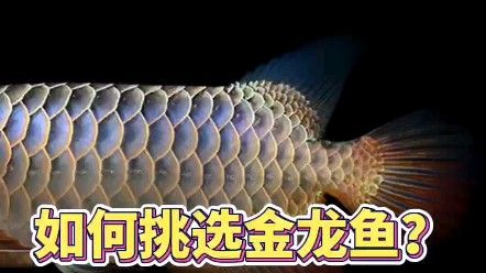 金龍魚品相評估有哪些標準？