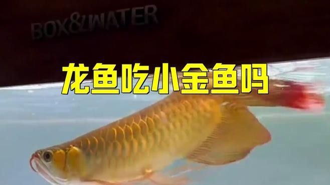 龍魚能吃小魚苗嗎圖片