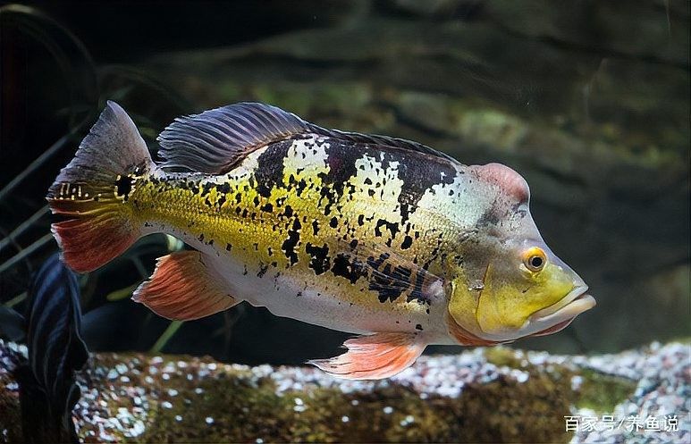 龍魚能吃小魚苗嗎圖片