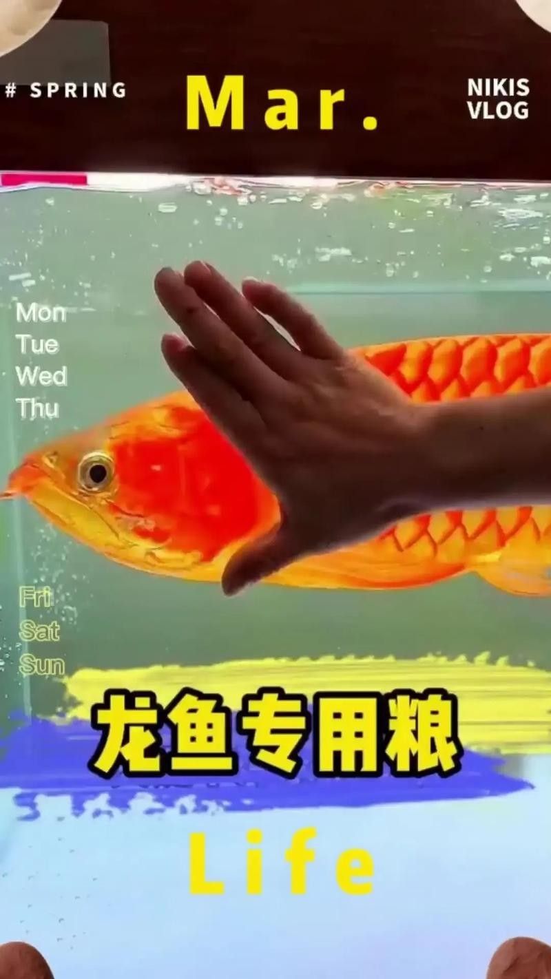 龍魚能吃小魚苗嗎圖片