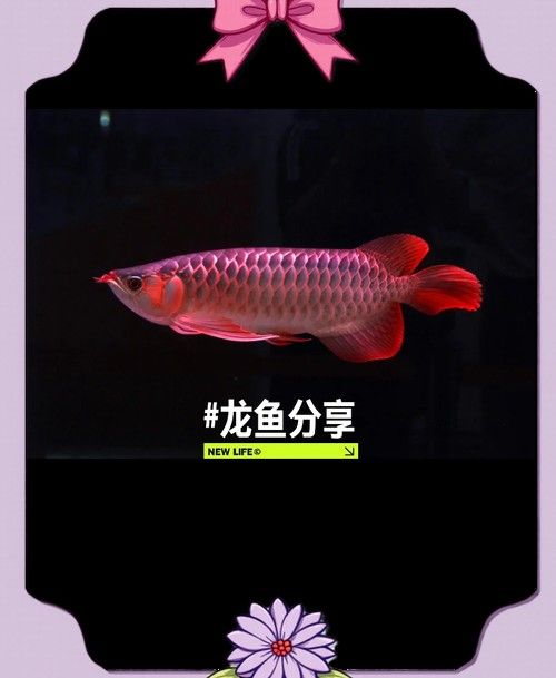 龍魚能吃小魚苗嗎圖片