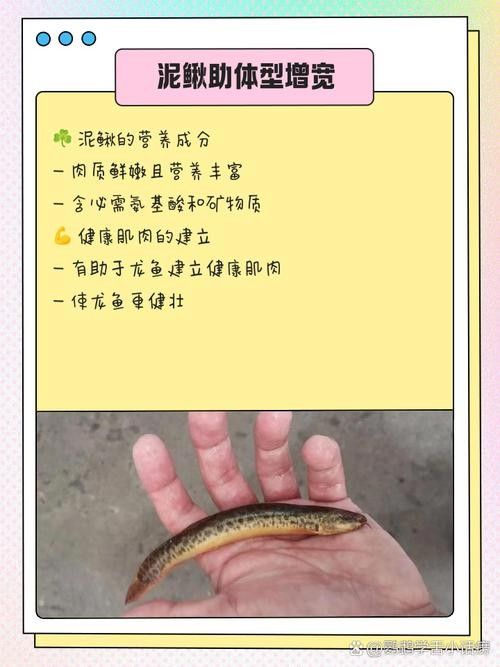 龍魚能吃小魚苗嗎圖片