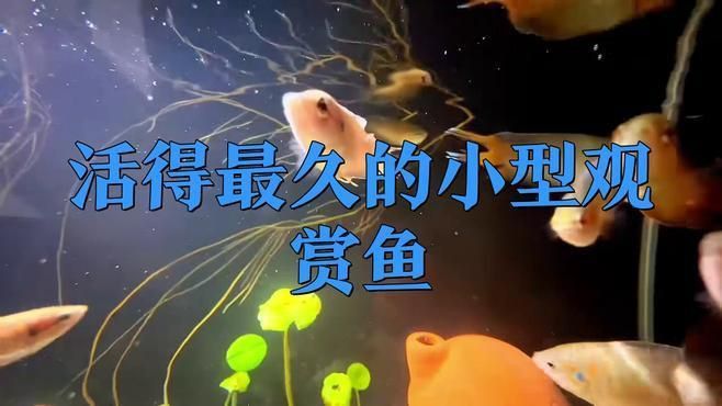 哪種小型觀賞魚壽命最長