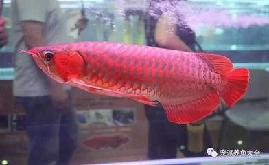 紅龍魚買大的好還是小的好（購買紅龍魚時除了考慮魚的大小還應該注意以下幾點）