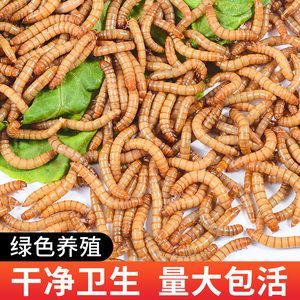 龍魚吃面包蟲還是大麥蟲好（關于龍魚吃面包蟲還是大麥蟲好）