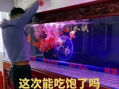 龍魚吃飽后的行為分析（龍魚吃飽后會趴缸嗎？）