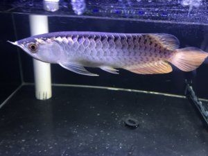 金龍魚幼苗吃什么好消化食物：金龍魚幼苗吃什么好消化食物金龍魚幼苗吃什么好