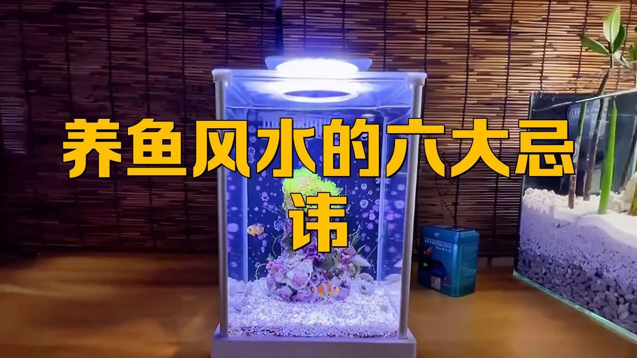 家中養魚有哪些禁忌顏色？