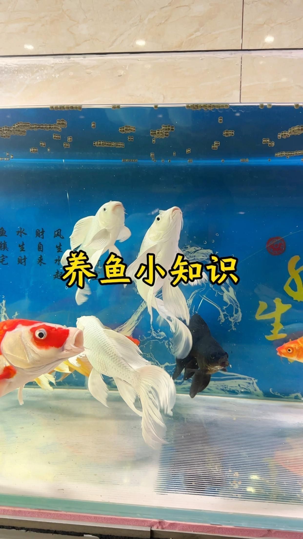 家中養魚有哪些禁忌顏色？