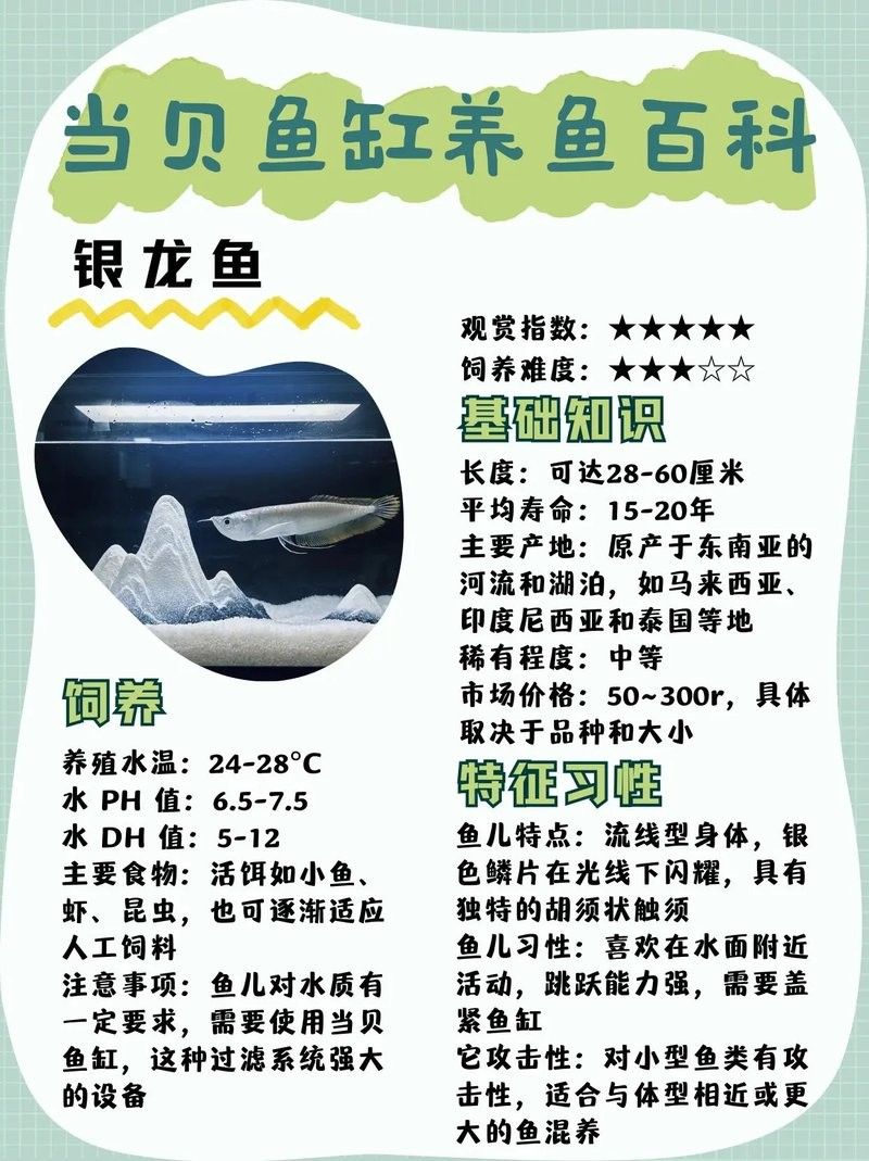 銀龍魚小魚缸能養嗎視頻大全
