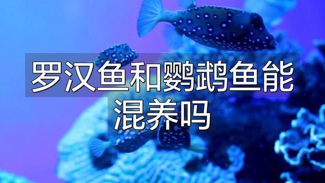 羅漢魚能和鸚鵡魚混養(yǎng)嗎