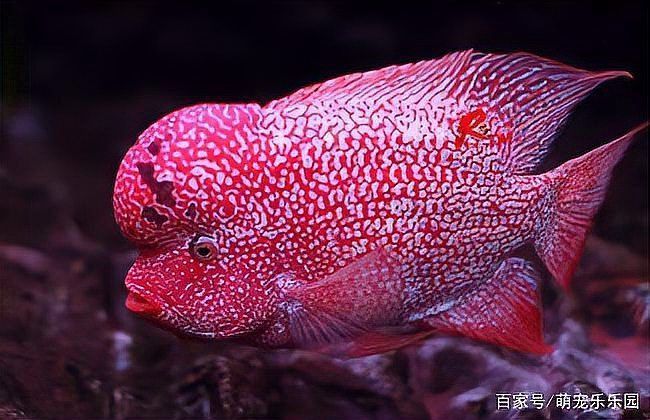 羅漢魚能和鸚鵡魚混養(yǎng)嗎