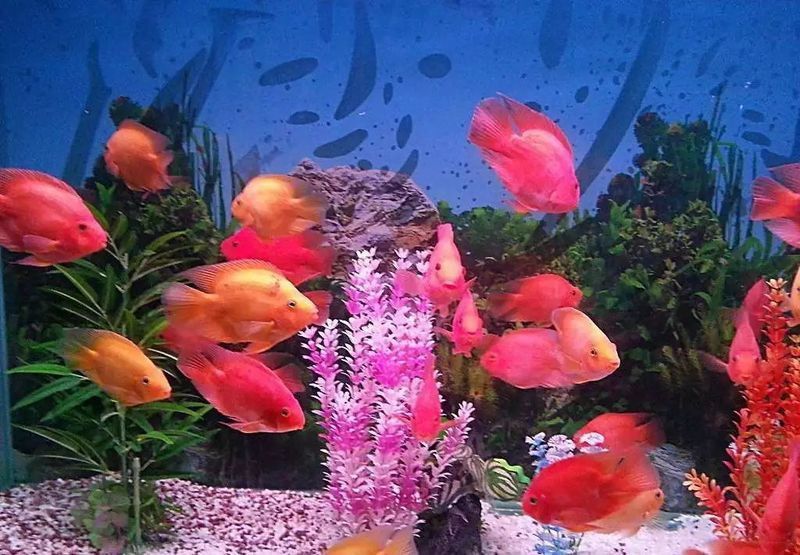 羅漢魚能和鸚鵡魚混養(yǎng)嗎