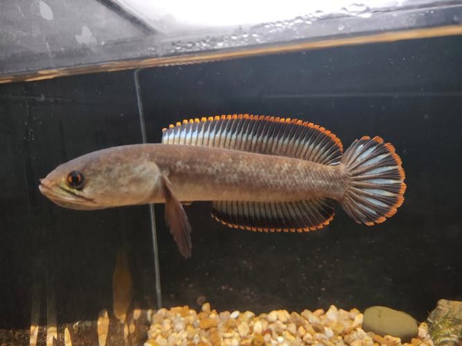 新手雷龍魚推薦