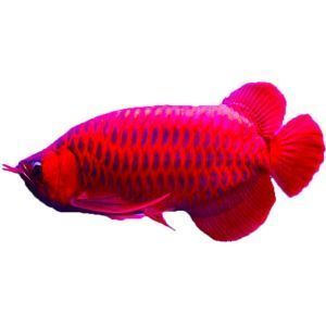 紫底金龍魚價格：紫底金龍魚養殖注意事項紫底金龍魚價格因素解析